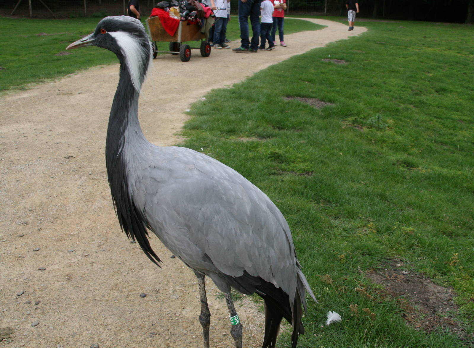 Demoiselle crane