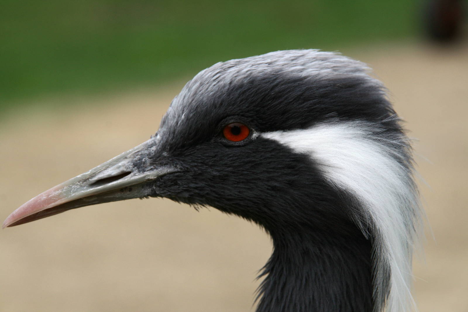 Demoiselle crane