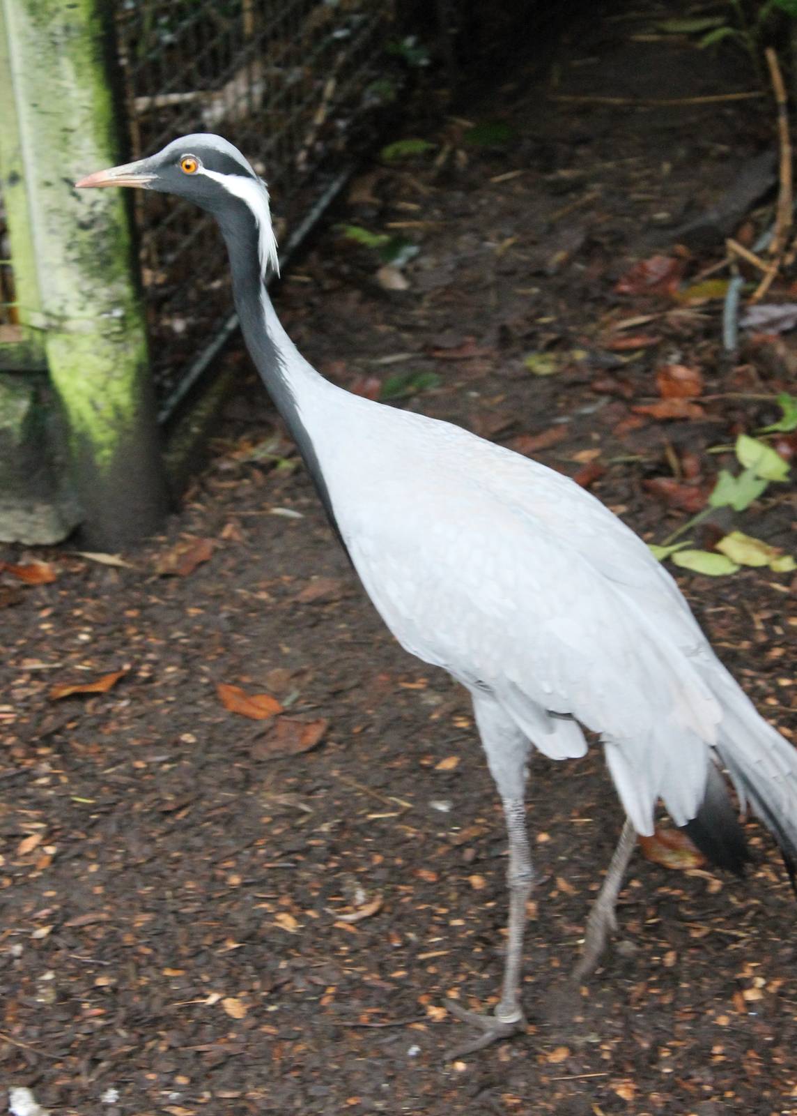 Demoiselle crane