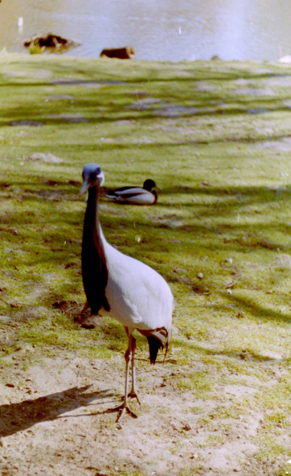 Demoiselle crane