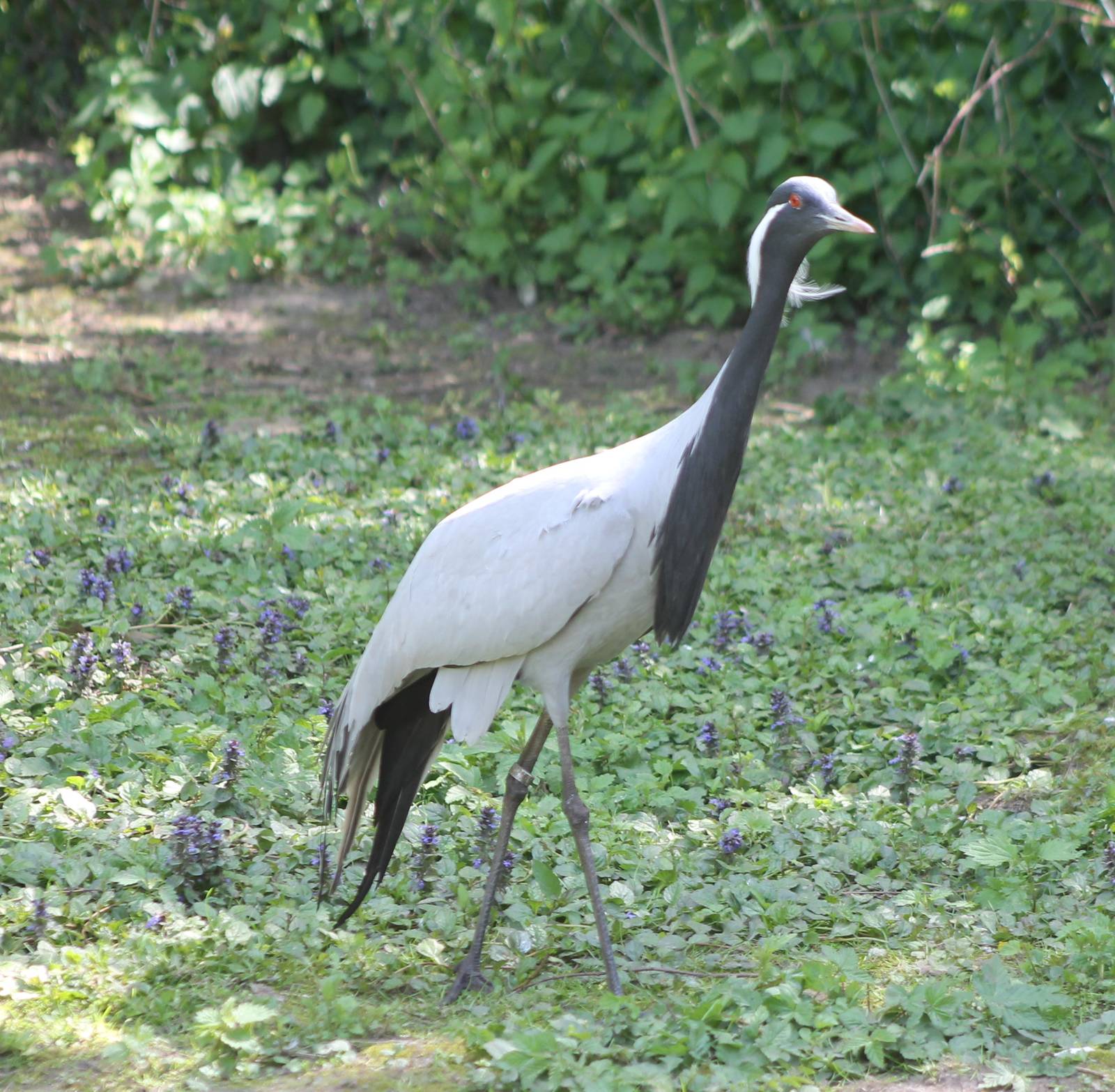 Demoiselle crane