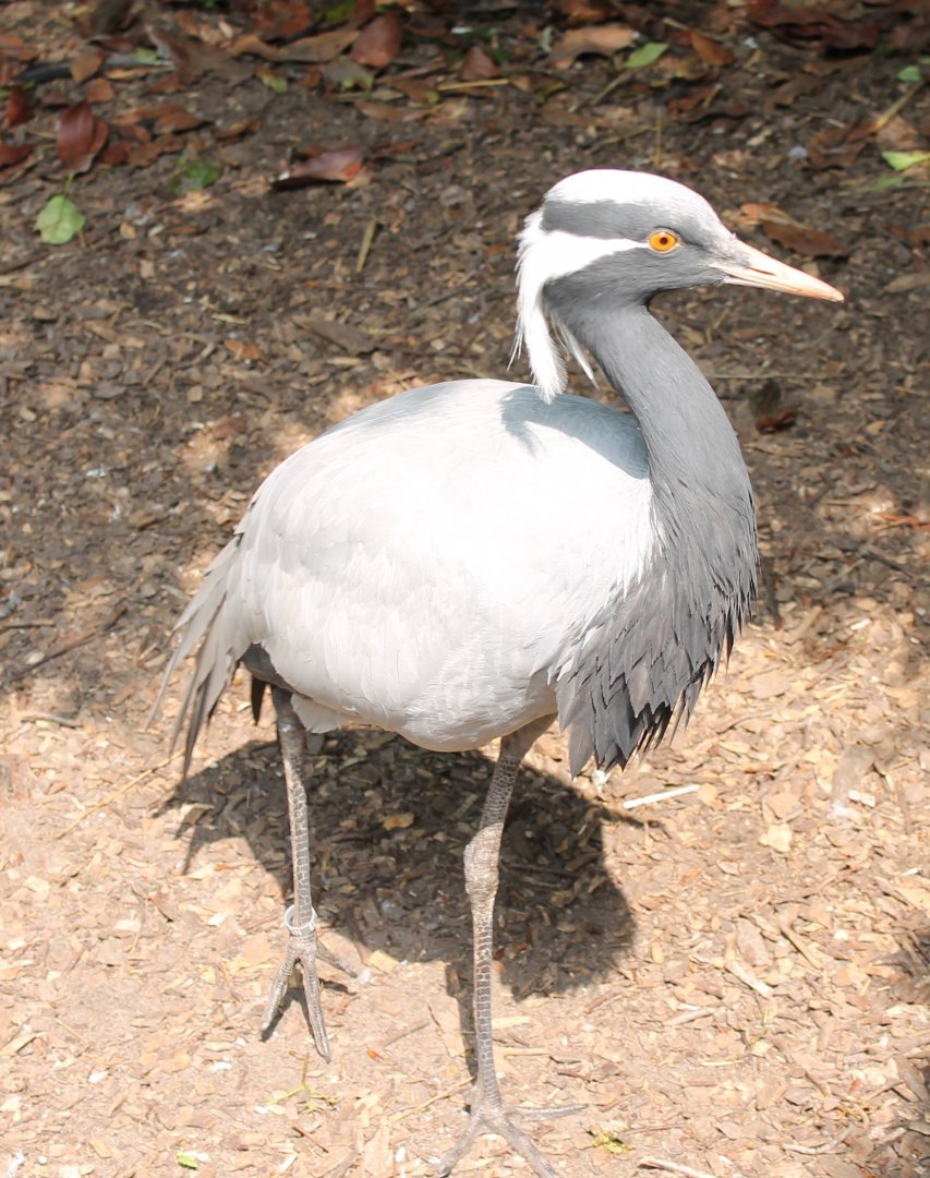 Demoiselle crane