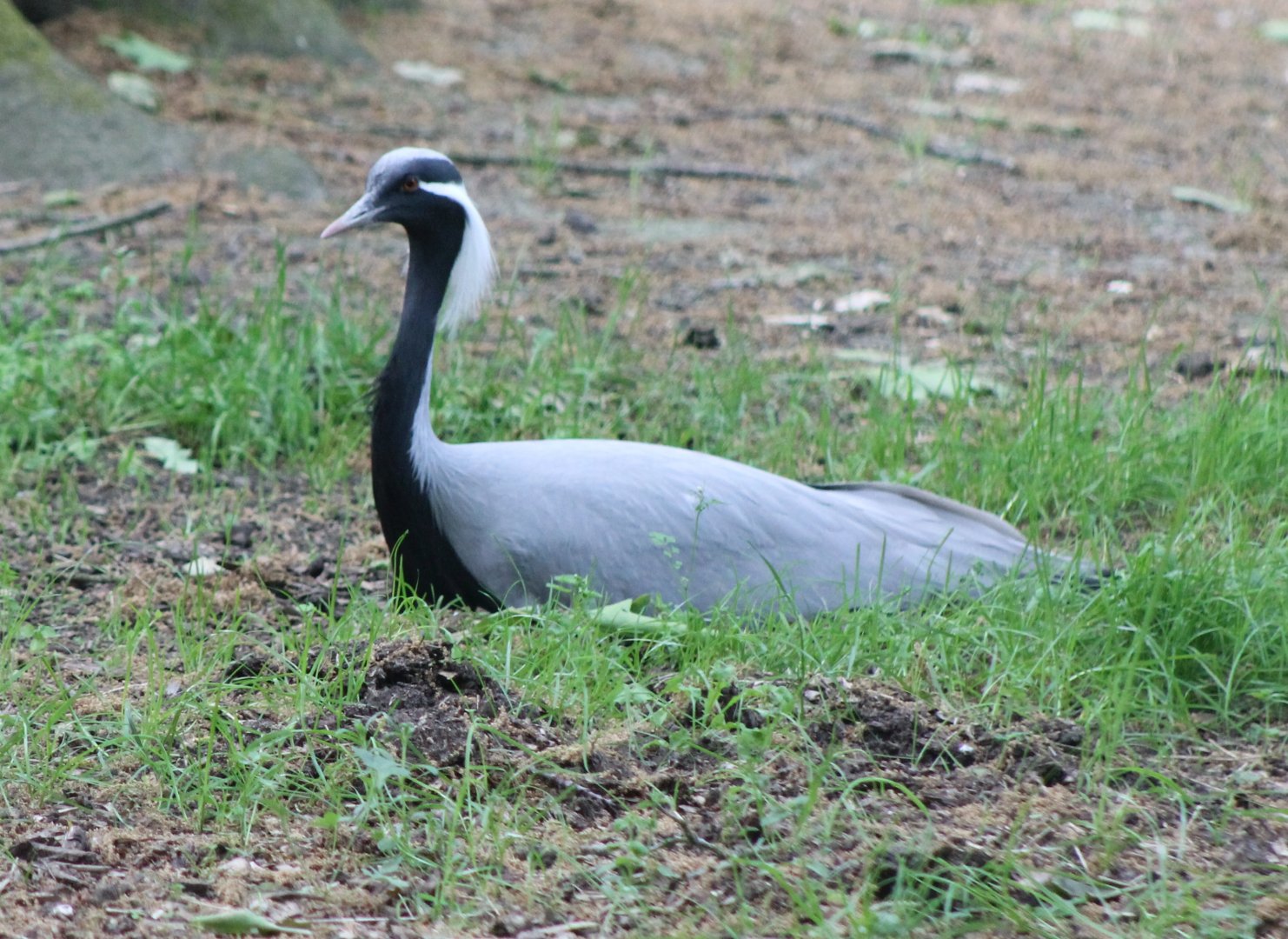 Demoiselle crane