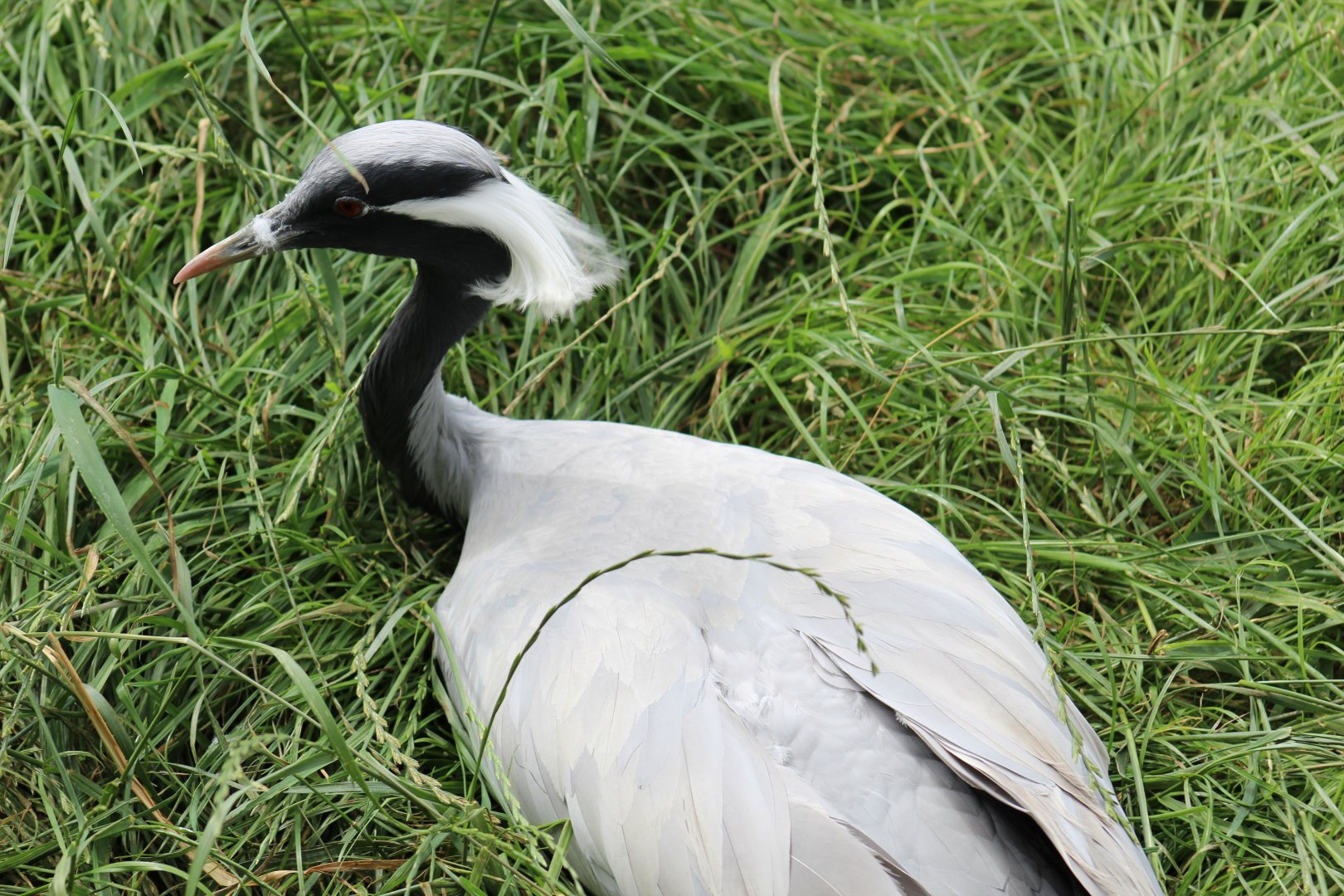 Demoiselle Crane