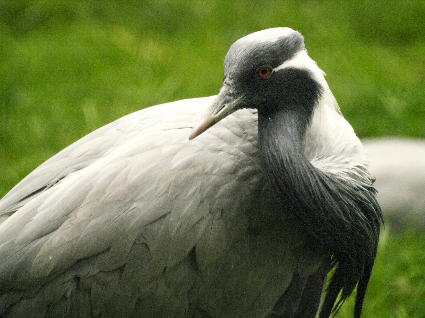 Demoiselle crane