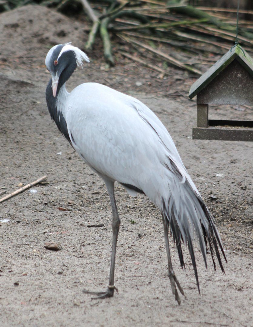 Demoiselle crane