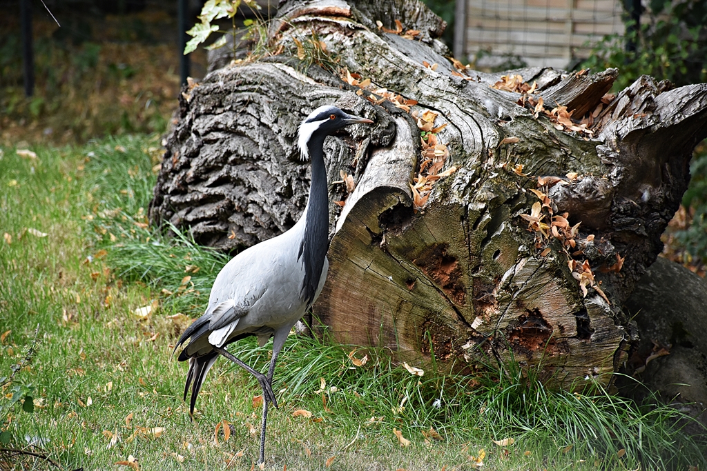 Demoiselle crane