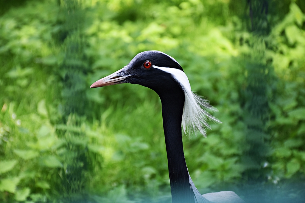 Demoiselle crane