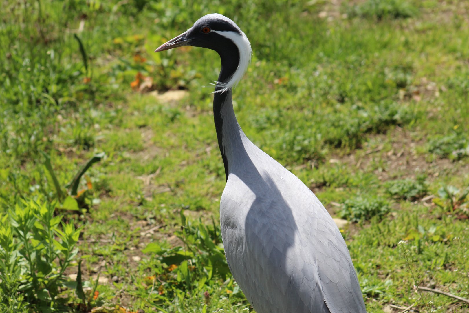 Demoiselle Crane