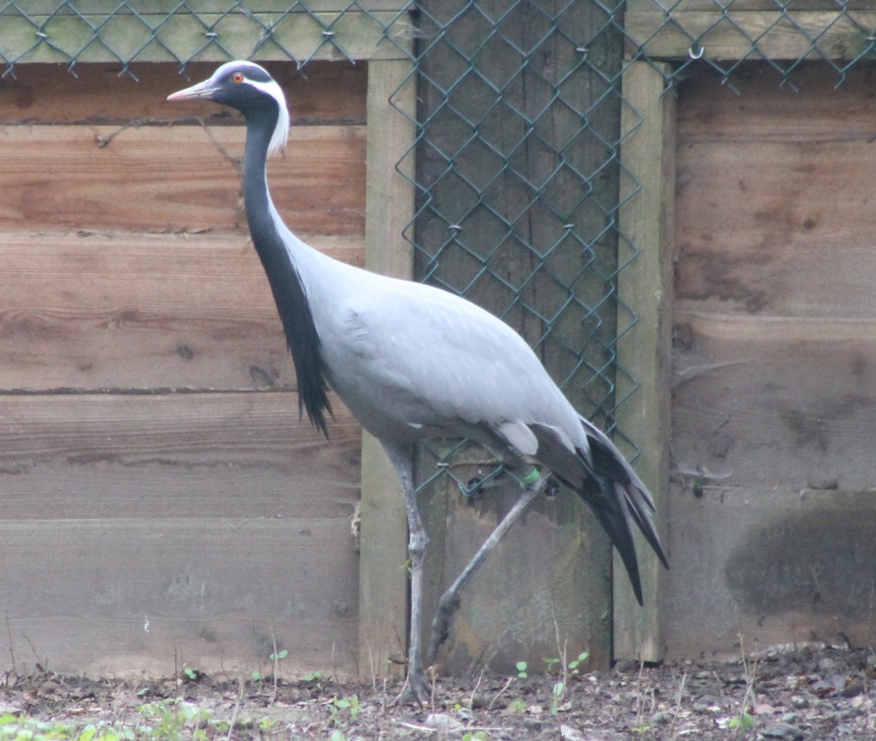 Demoiselle crane