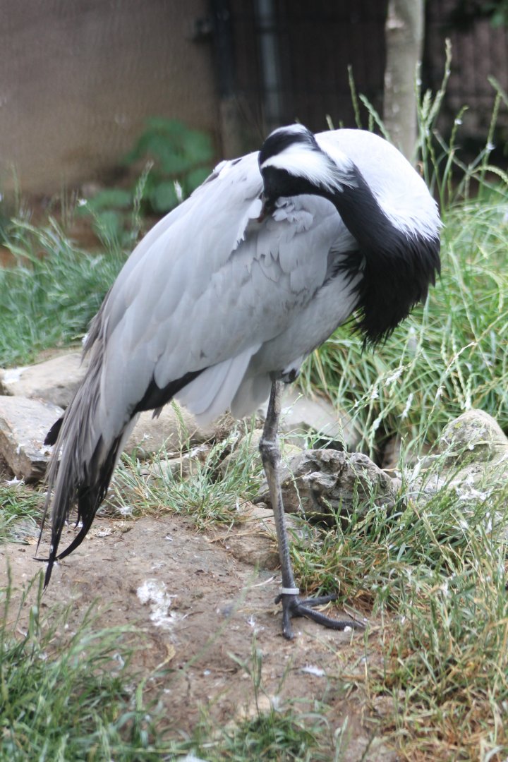 Demoiselle crane