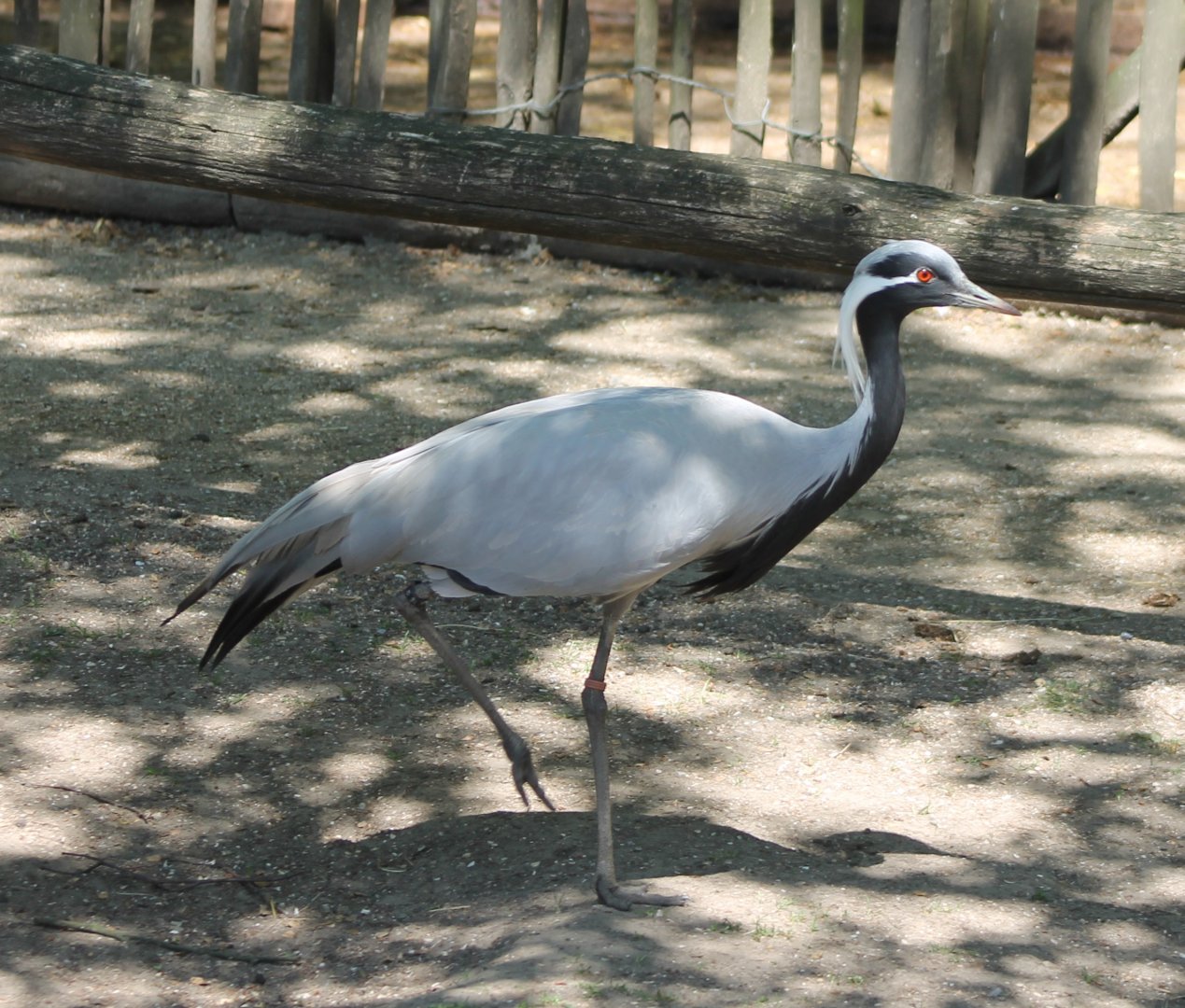 Demoiselle crane