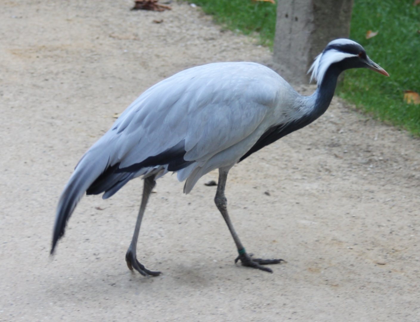 Demoiselle crane