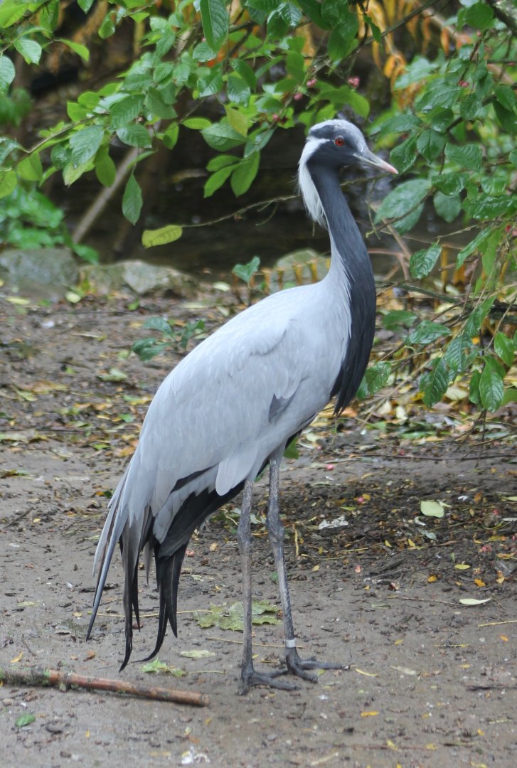 Demoiselle crane