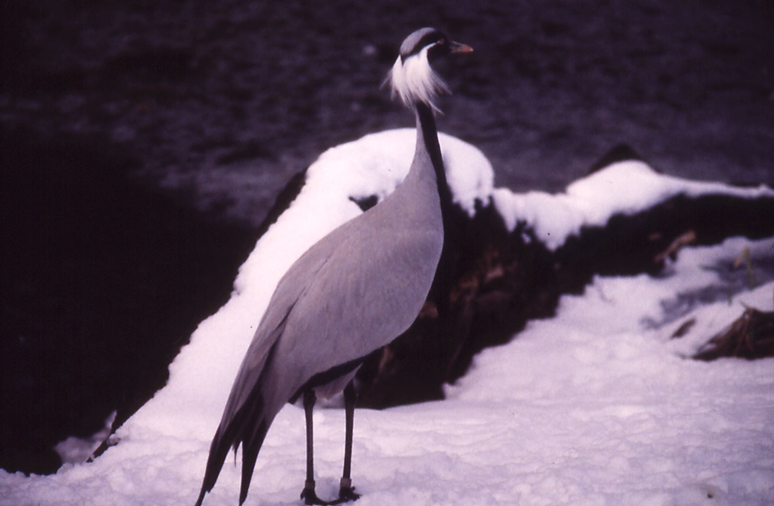 Demoiselle Crane