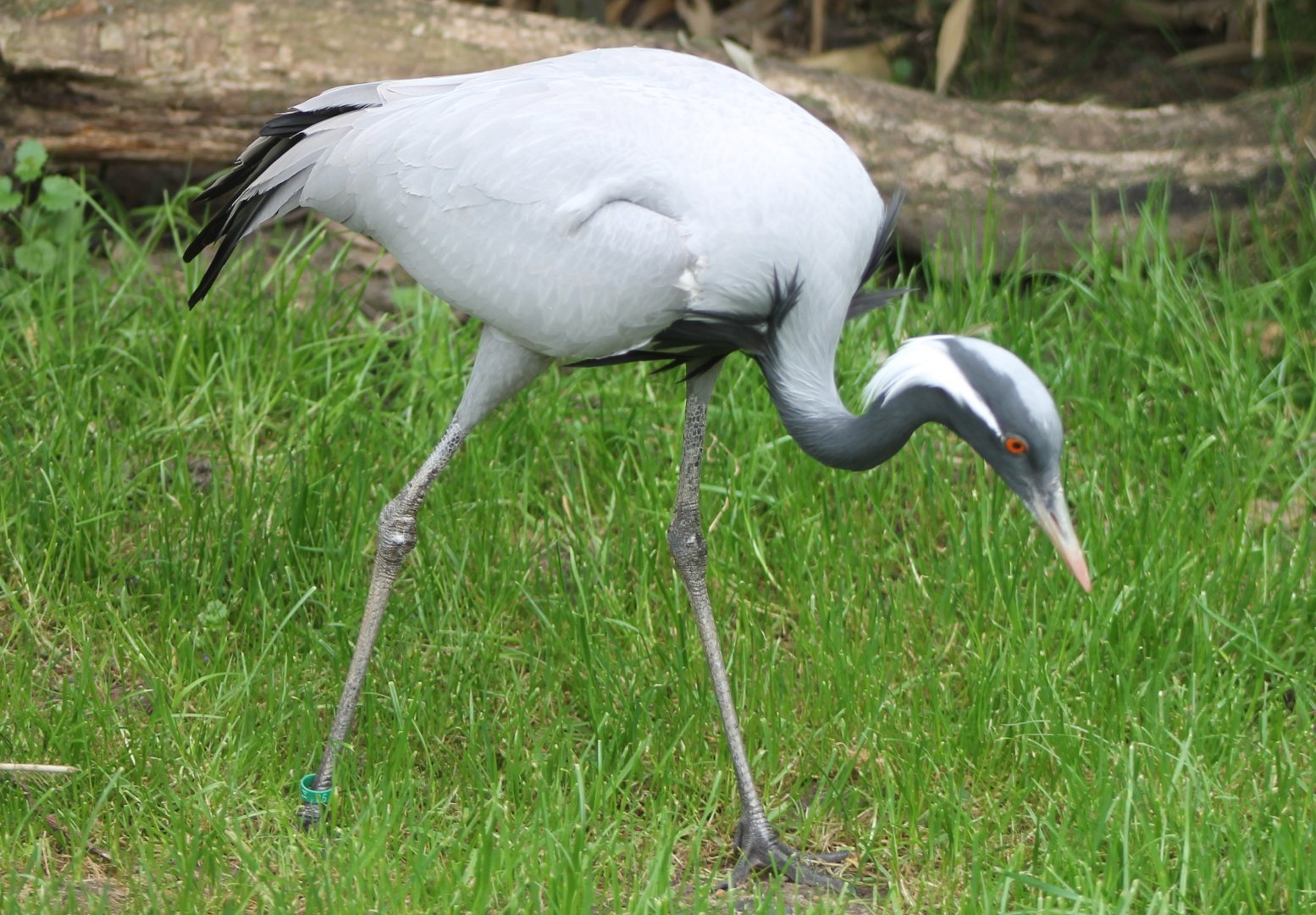 Demoiselle crane