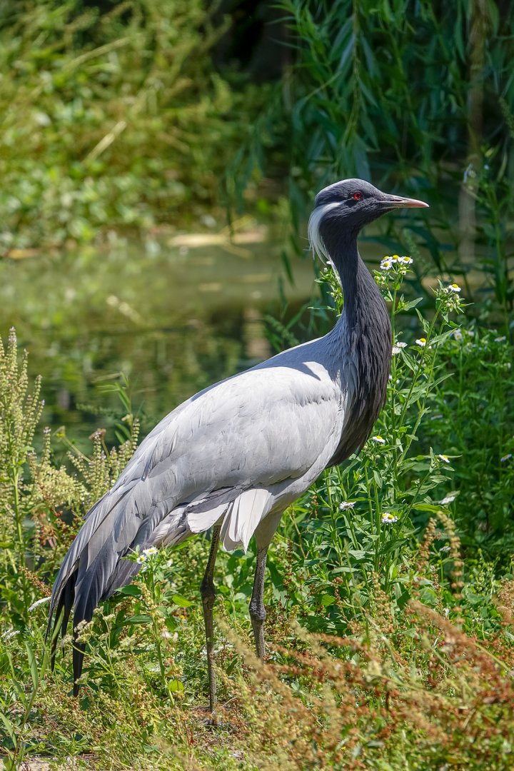 Demoiselle crane