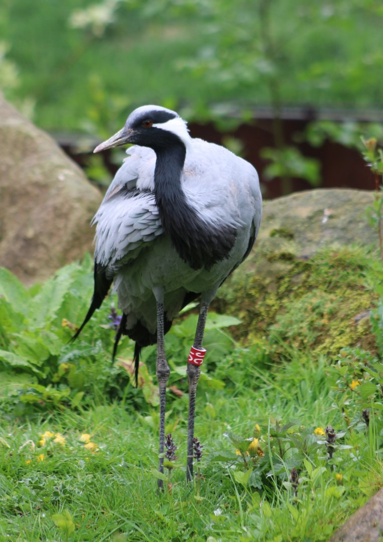 Demoiselle crane
