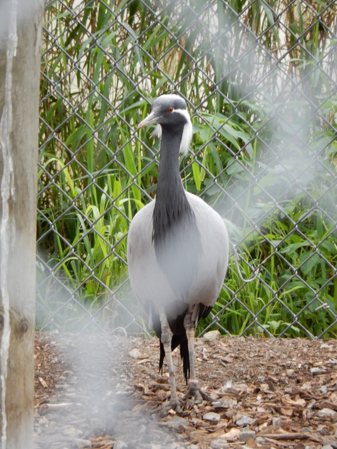 Demoiselle Crane