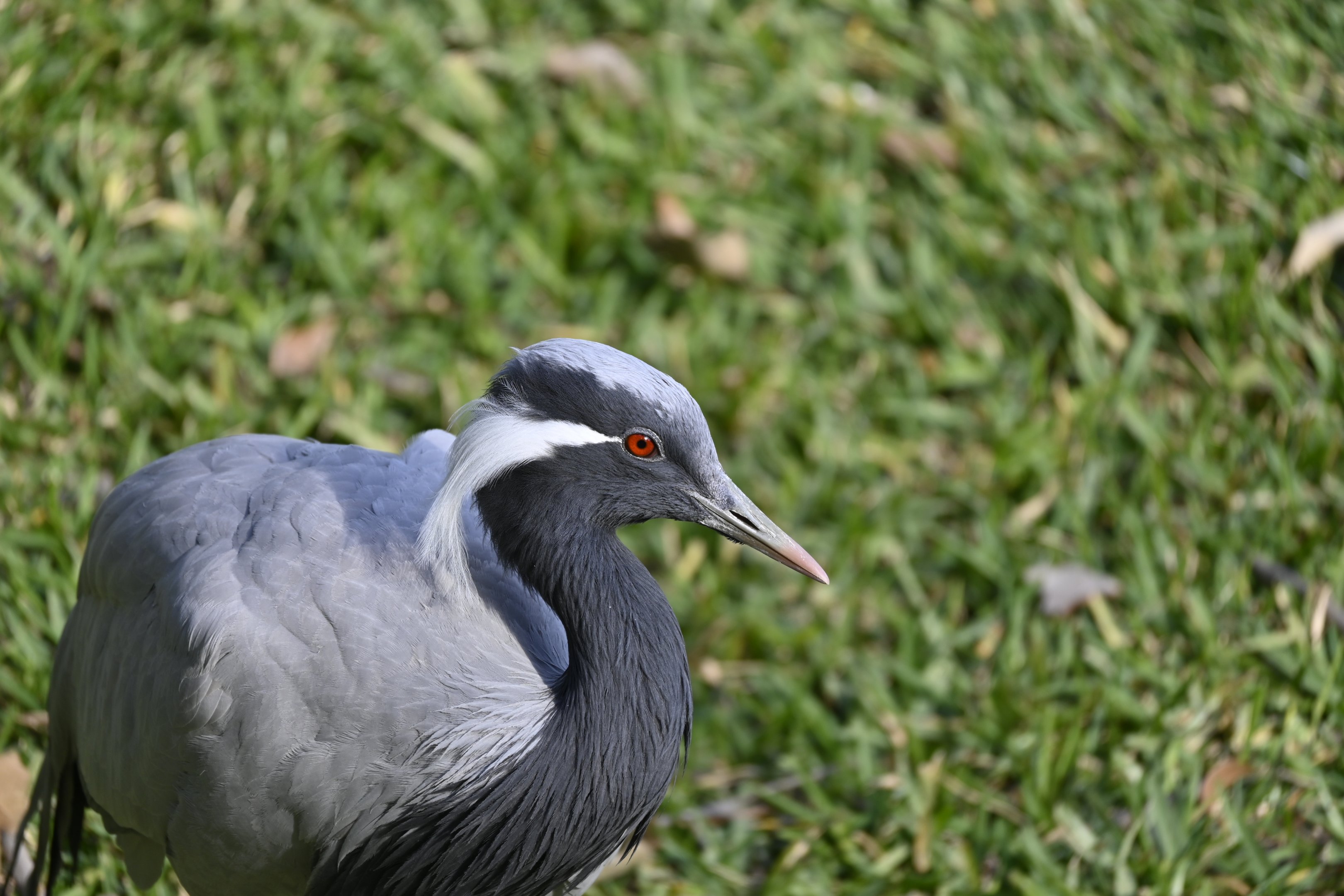 Demoiselle Crane
