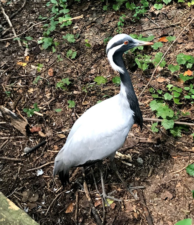 Demoiselle Crane