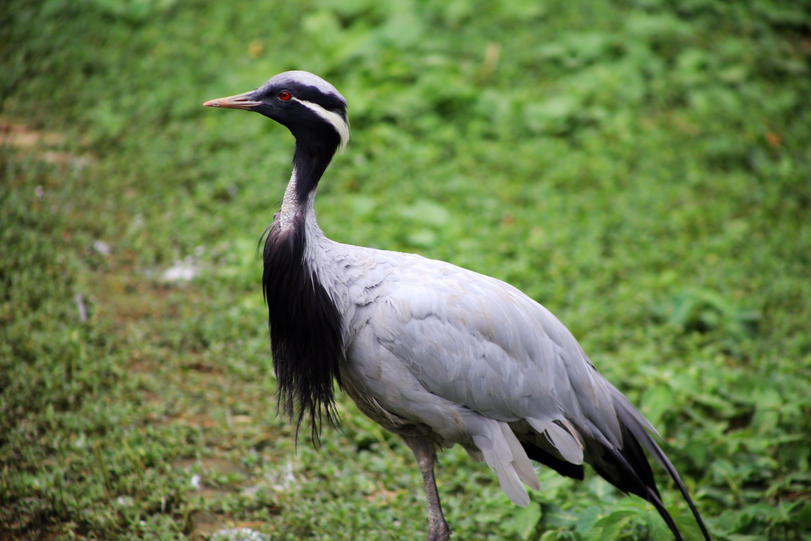 Demoiselle Crane