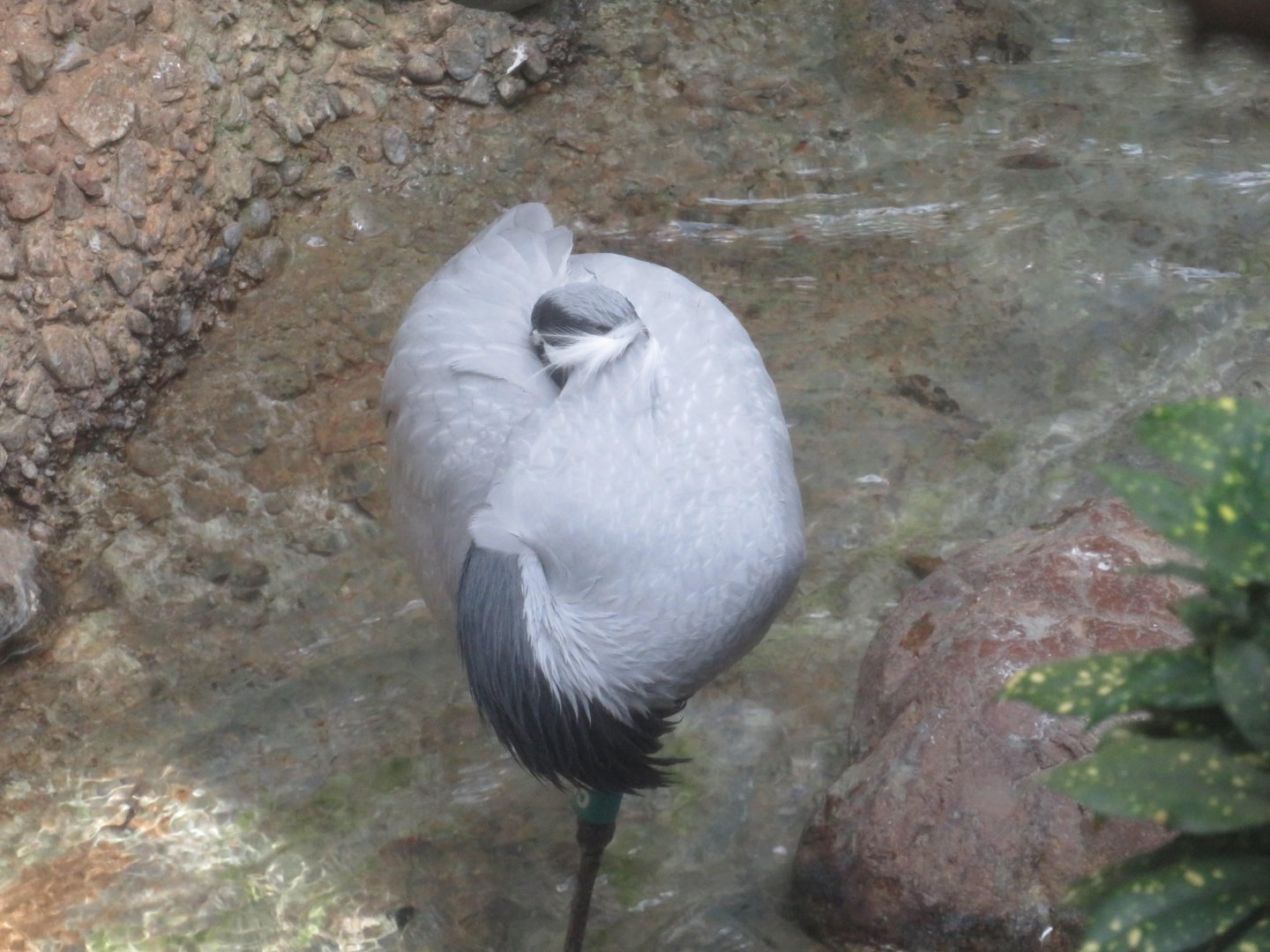 Demoiselle crane