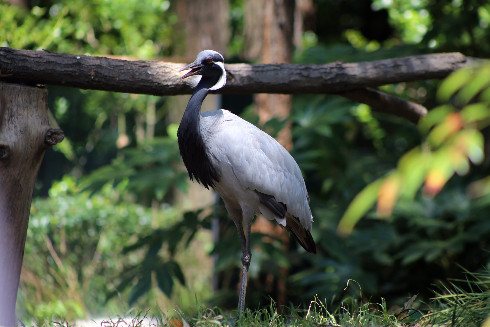 Demoiselle Crane
