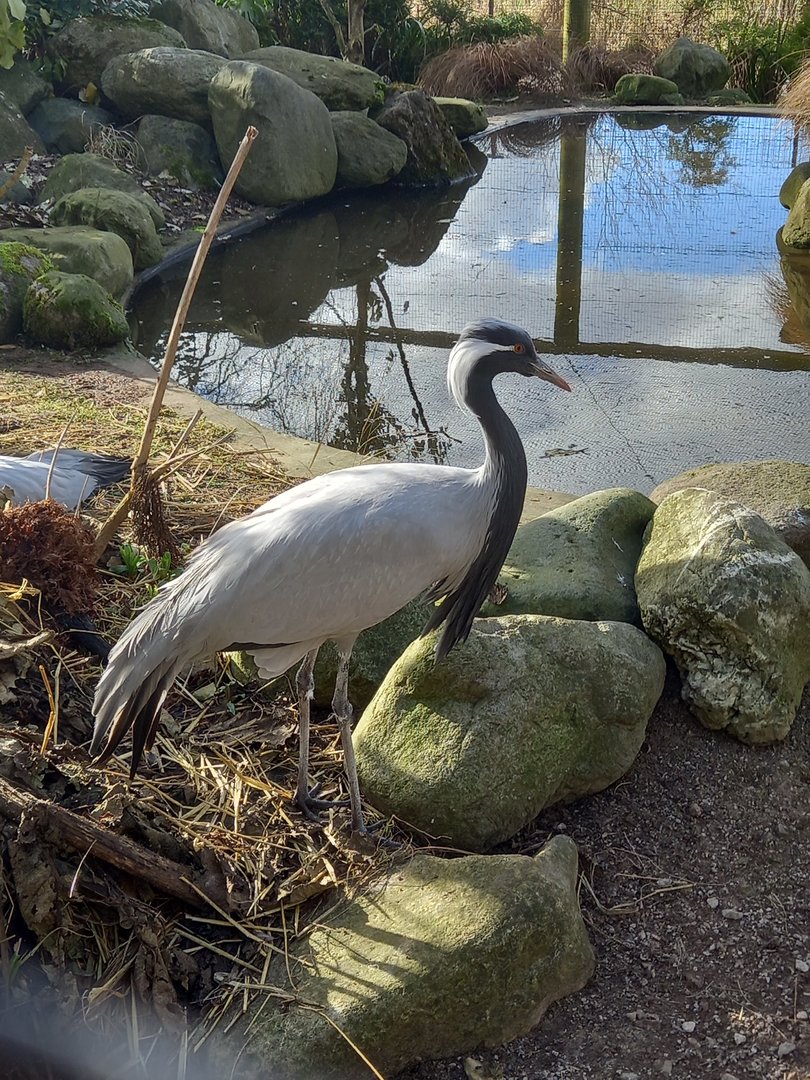 Demoiselle Crane