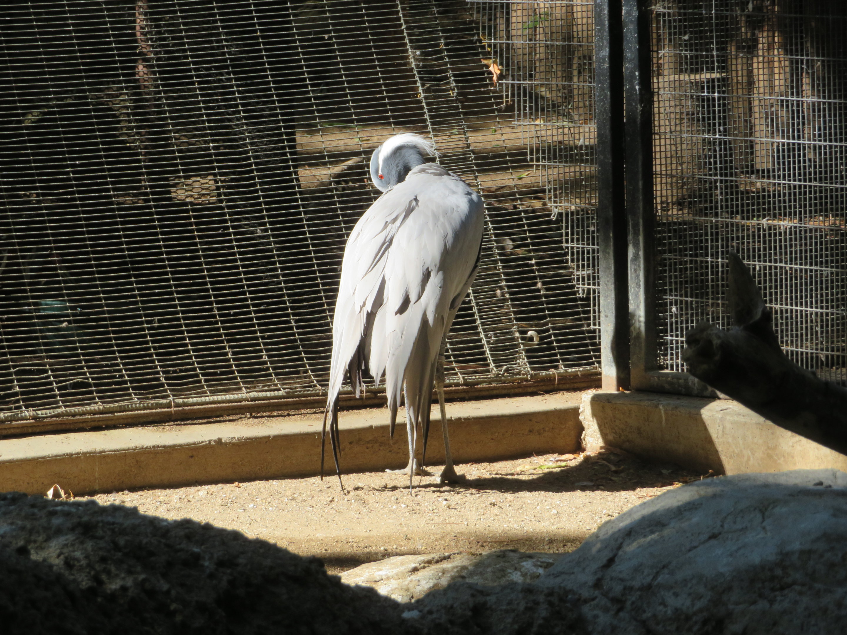 Demoiselle Crane