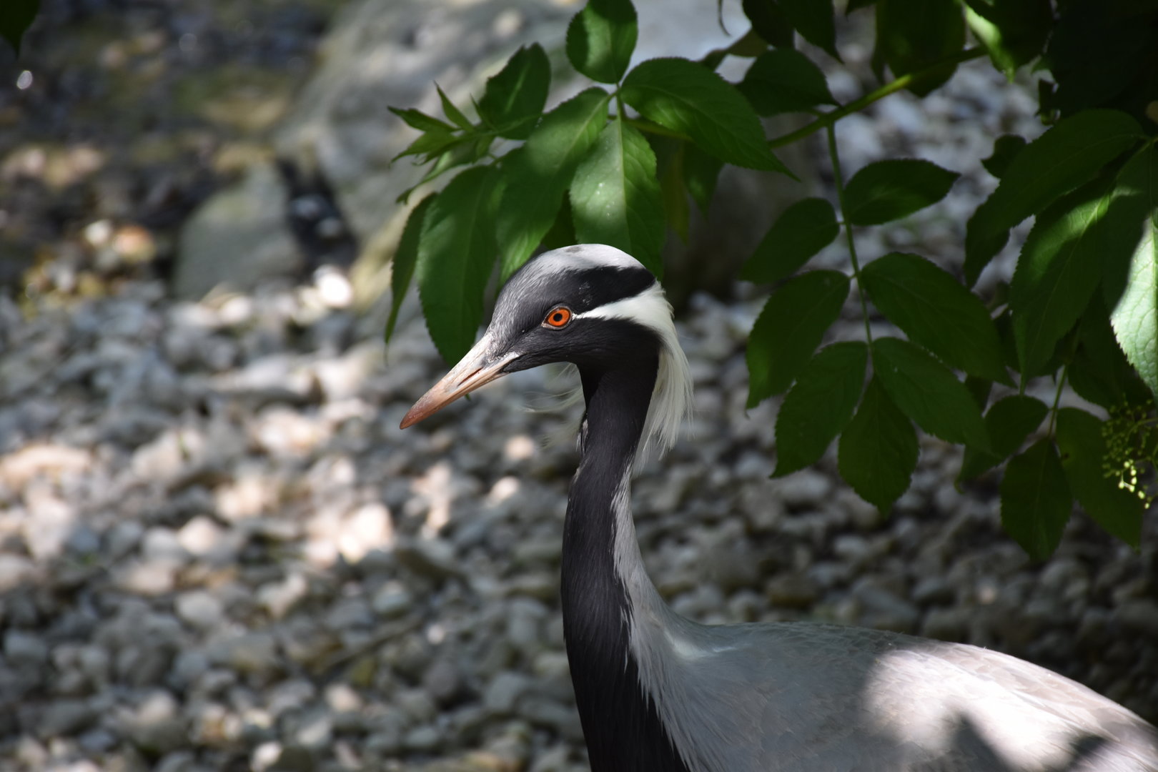 Demoiselle crane