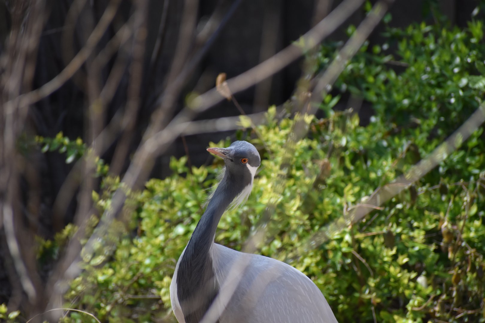 Demoiselle Crane