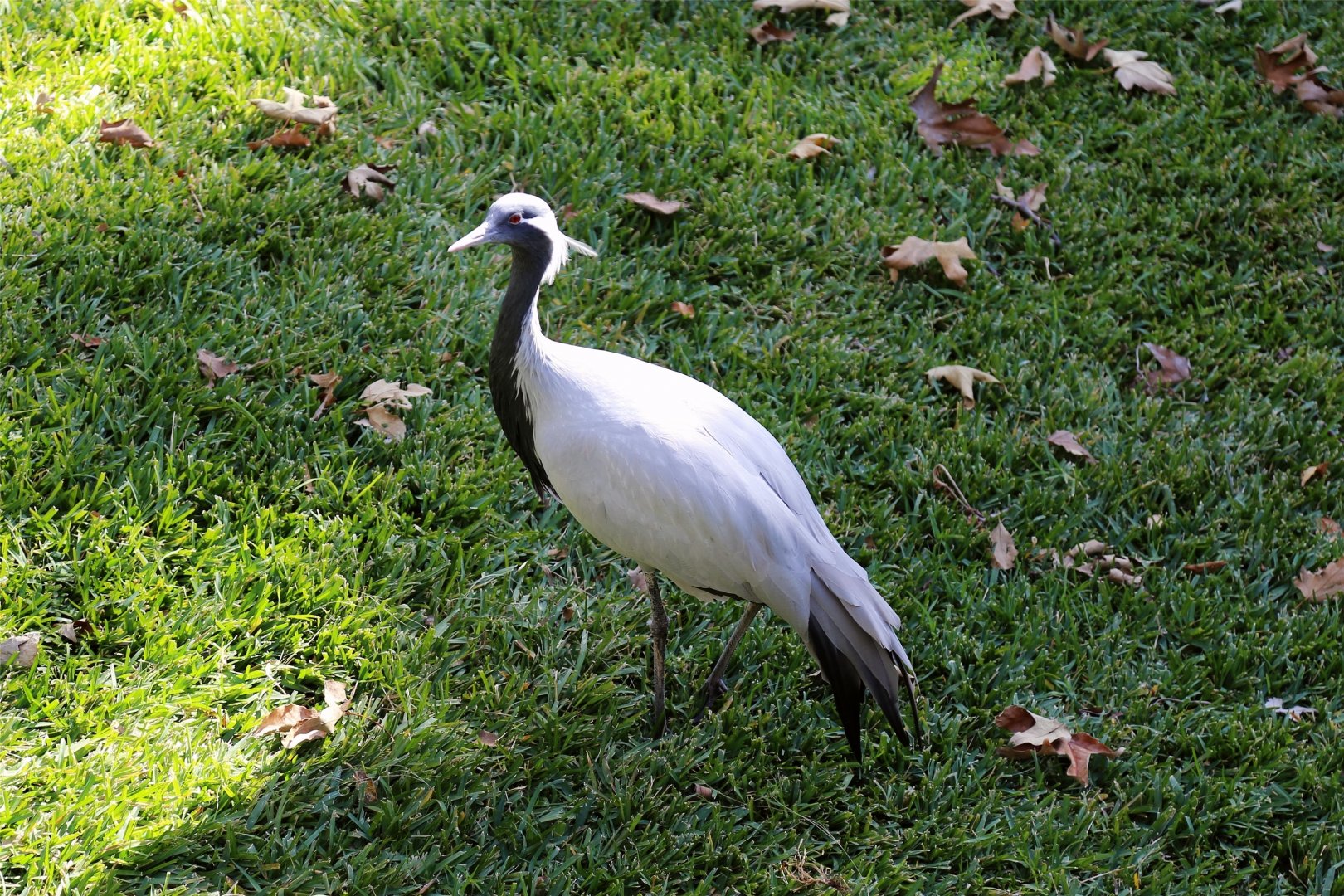 Demoiselle Crane