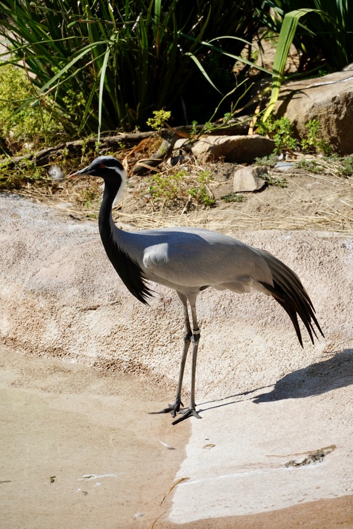 Demoiselle Crane