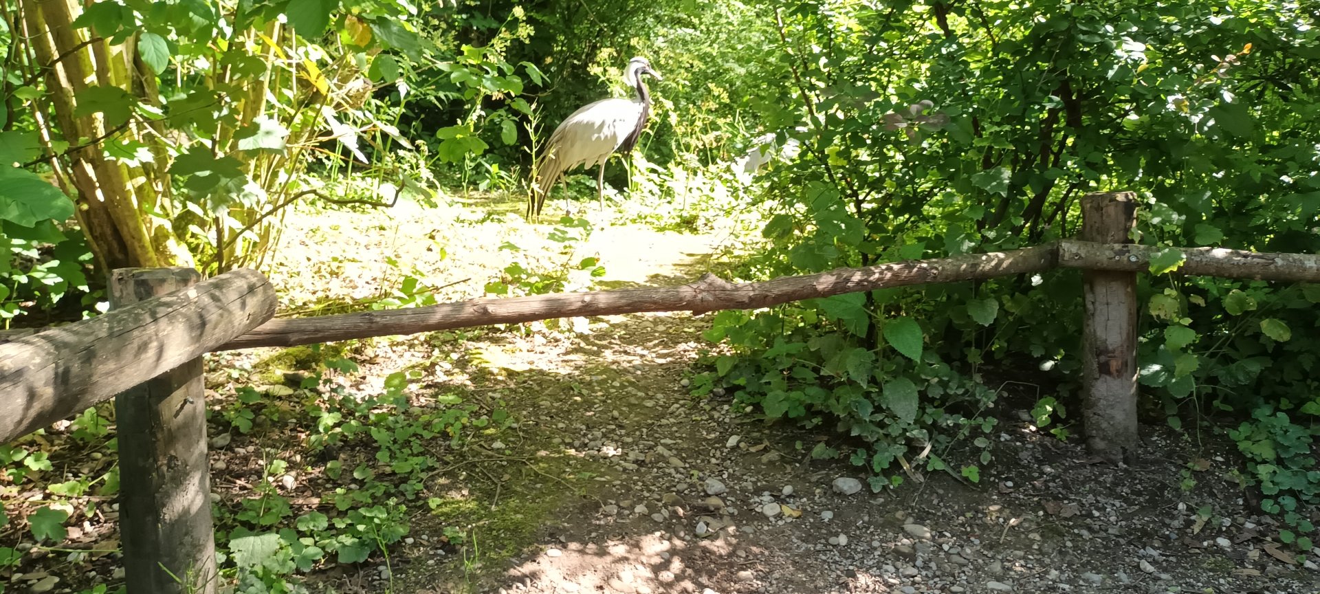 Demoiselle Crane
