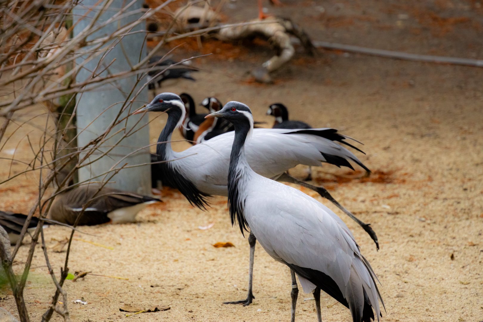 Demoiselle crane
