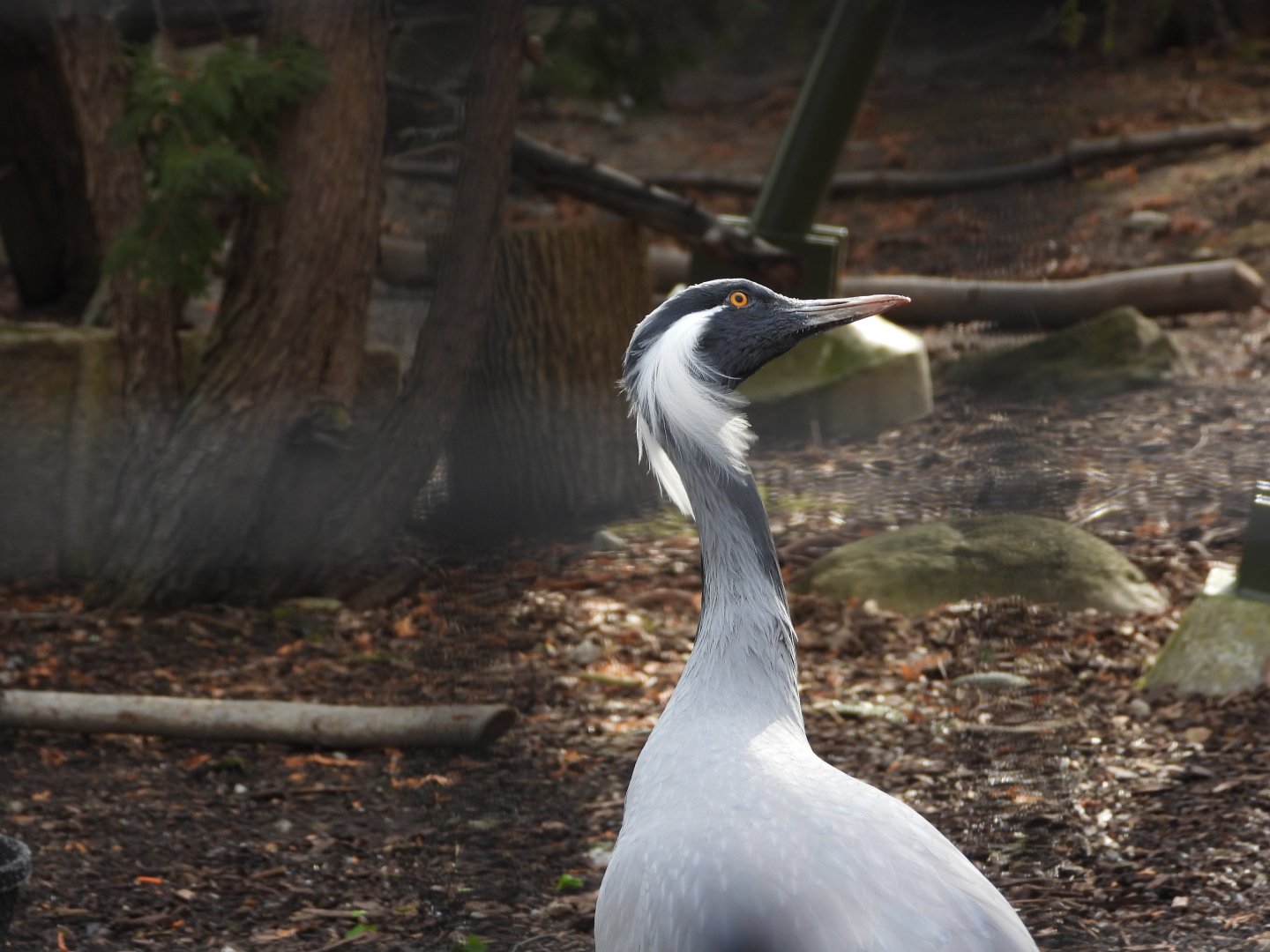 Demoiselle crane