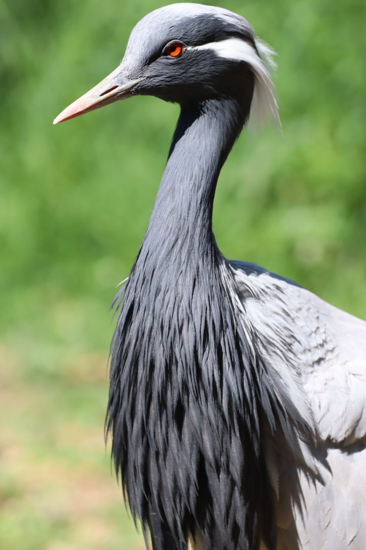 Demoiselle Crane