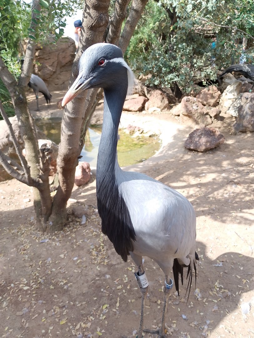 Demoiselle crane