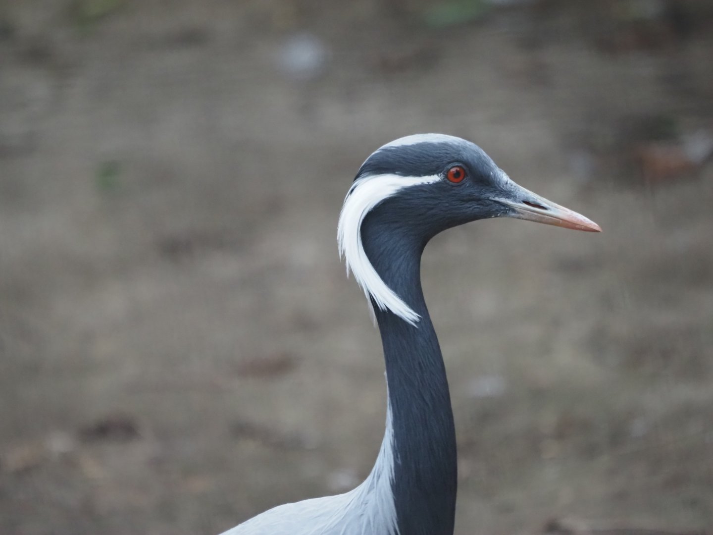 Demoiselle Crane