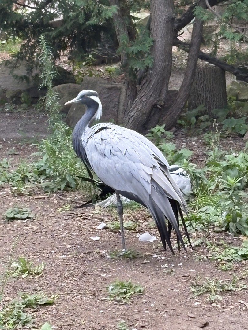 Demoiselle Crane