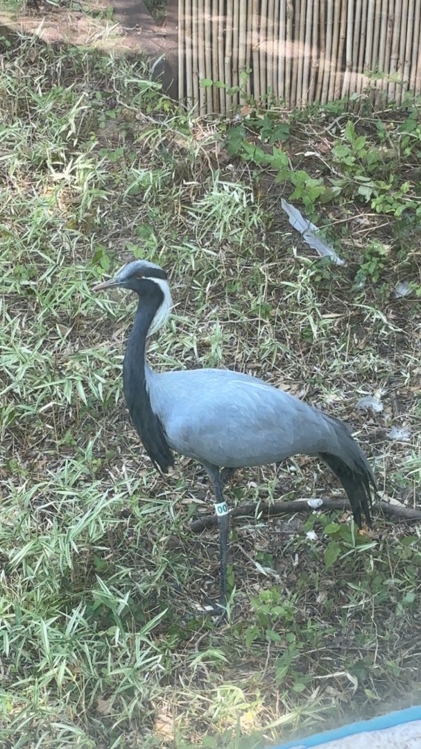Demoiselle Crane