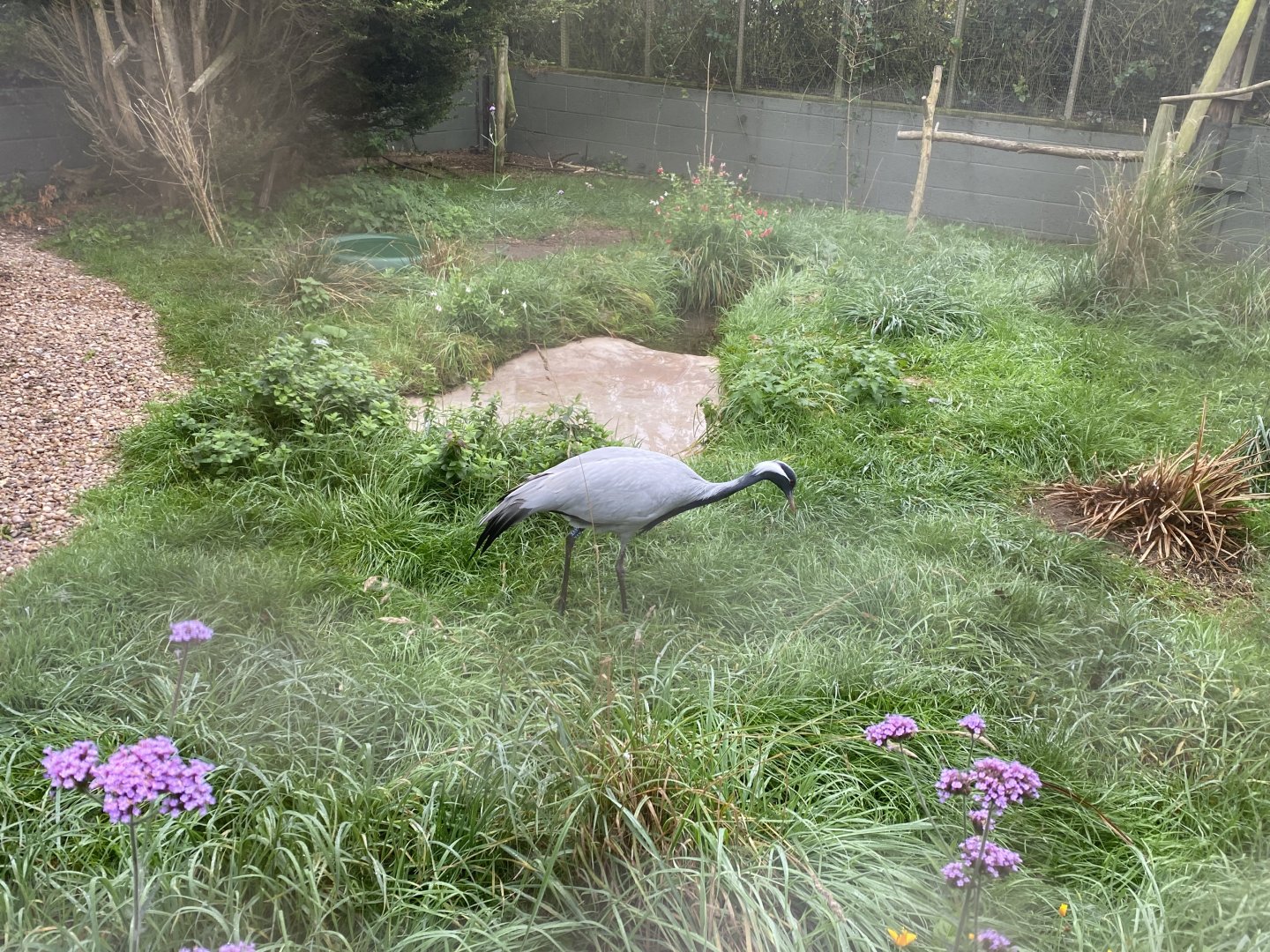Demoiselle crane