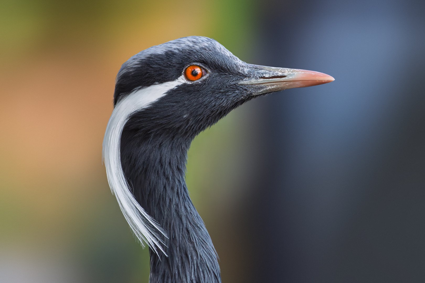 Demoiselle crane