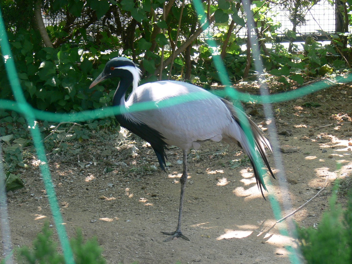 Demoiselle Crane