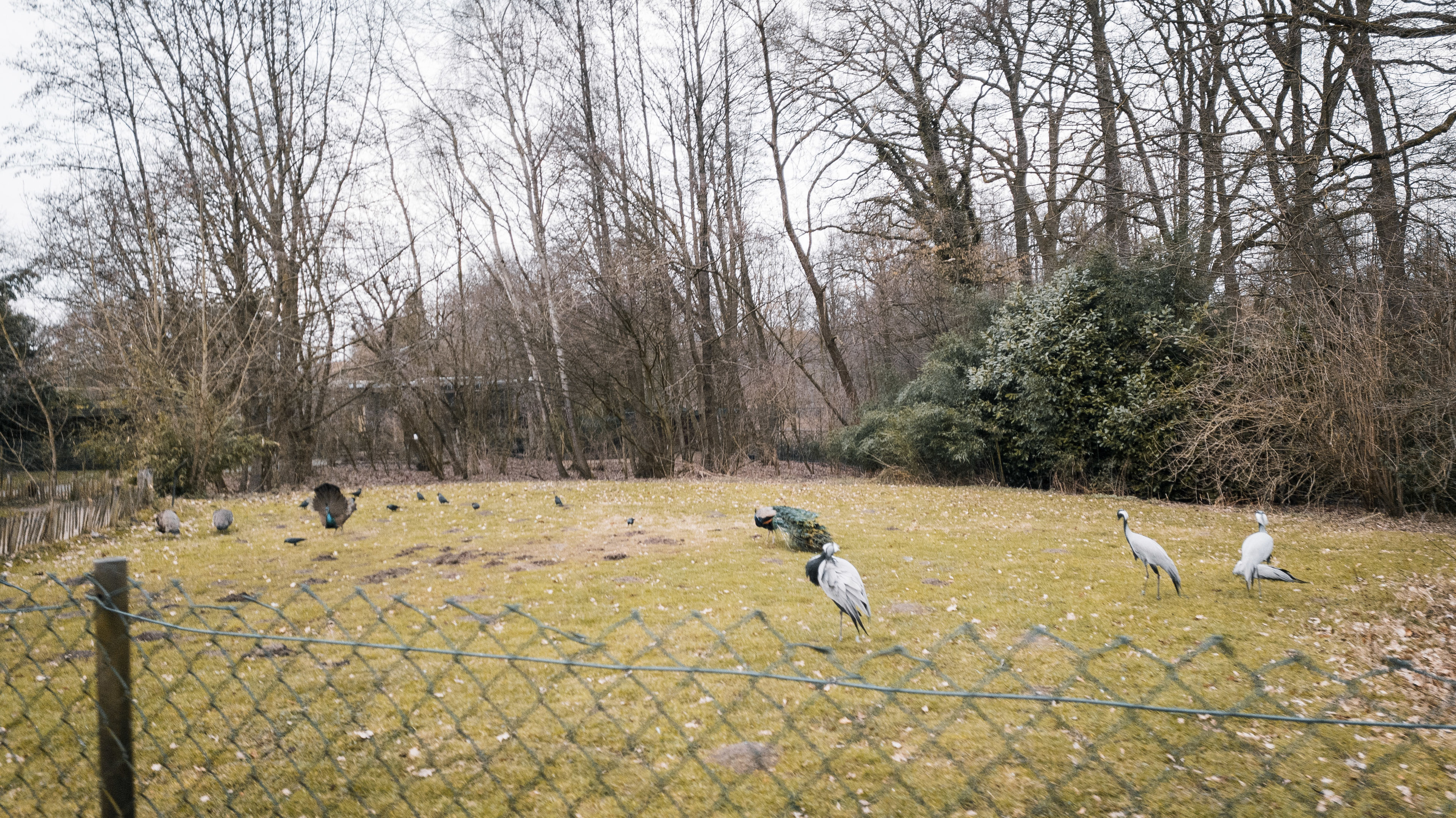 Demoiselle Cranes and Peafowls