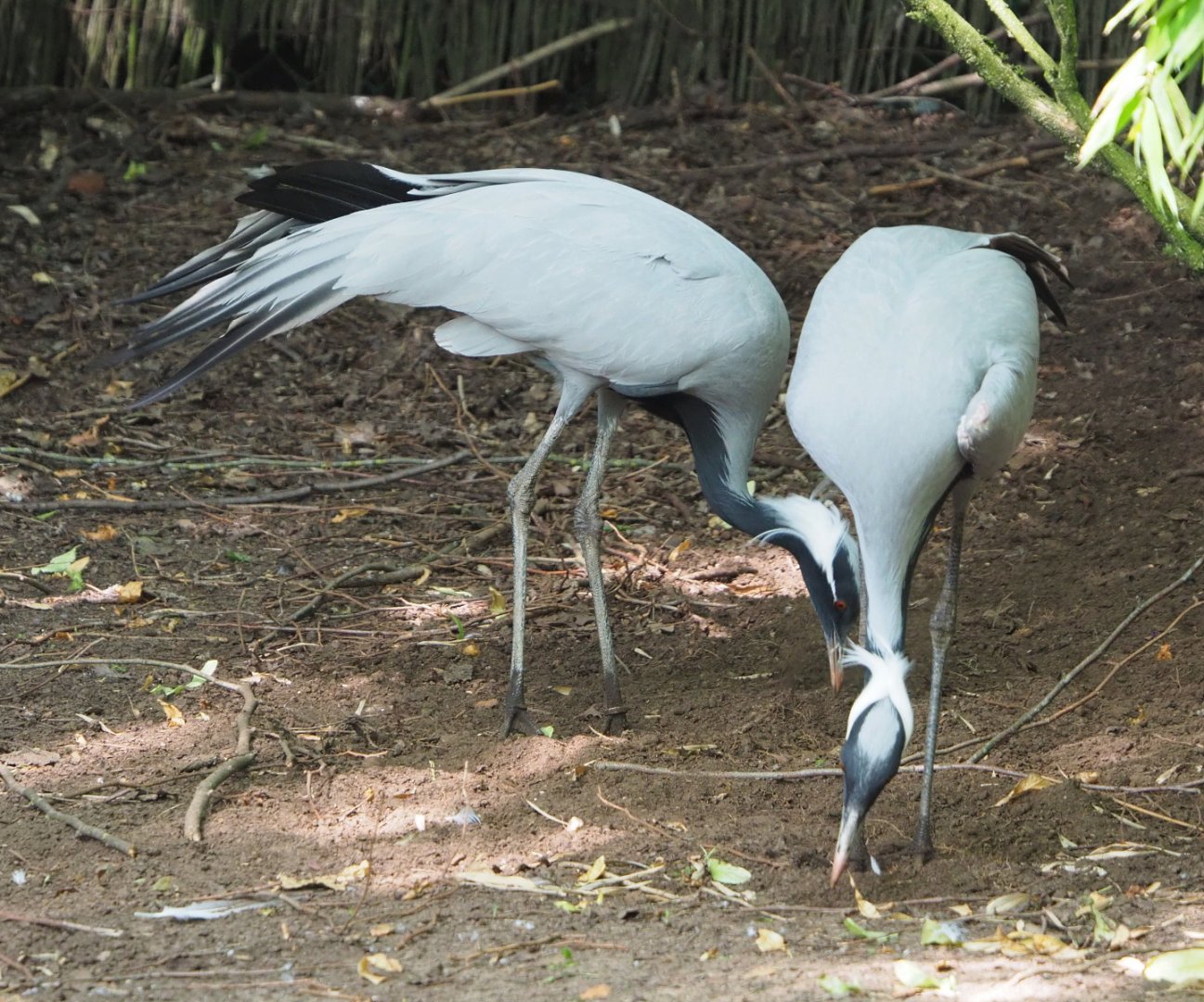 Demoiselle cranes (Anthropoides virgo), 2021-06-15