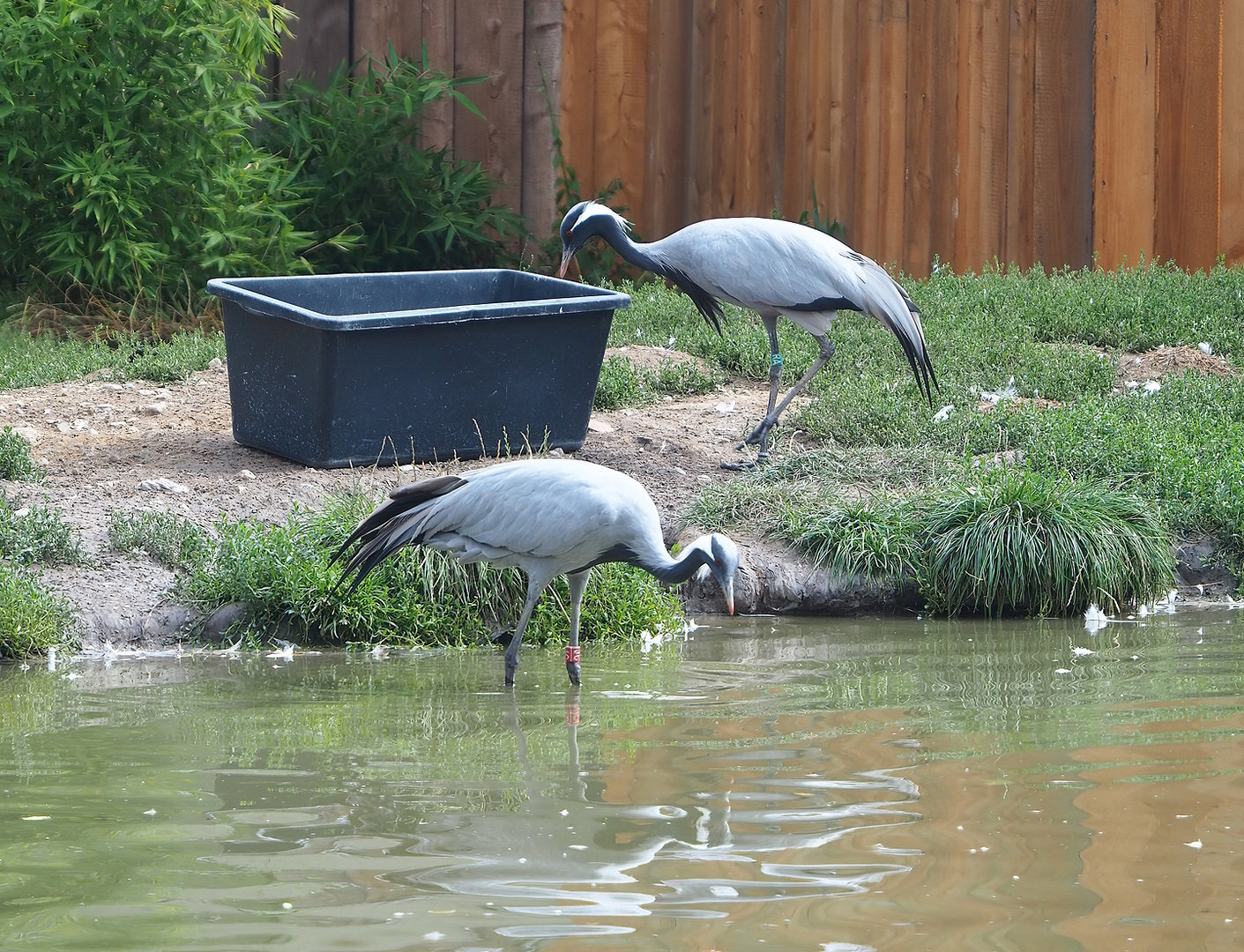 Demoiselle cranes (Anthropoides virgo), 2022-08-20