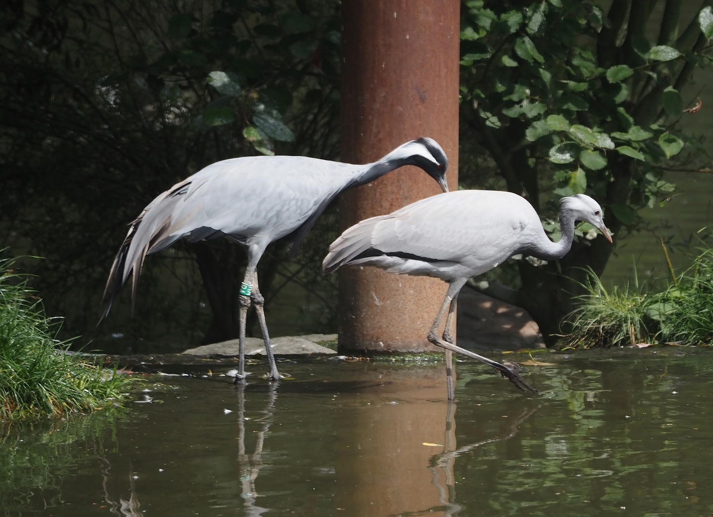 Demoiselle cranes (Anthropoides virgo), Adult and juvenile, 2024-08-21