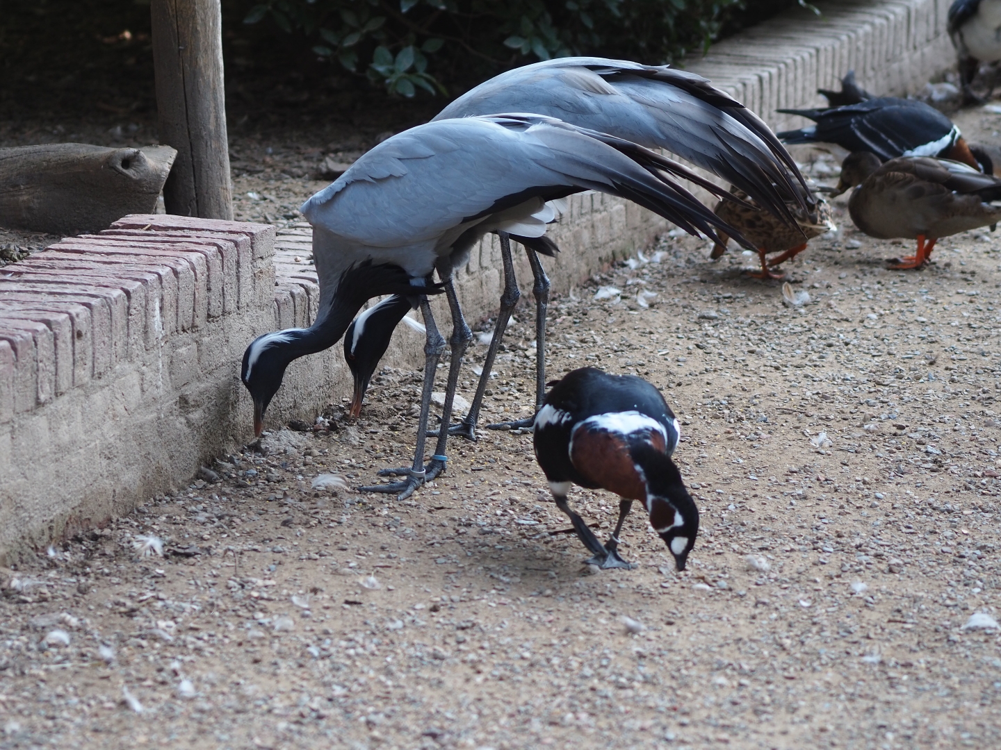 Demoiselle cranes (Anthropoides virgo) and red-breasted goose (Branta ruficollis), Sep 2nd, 2018